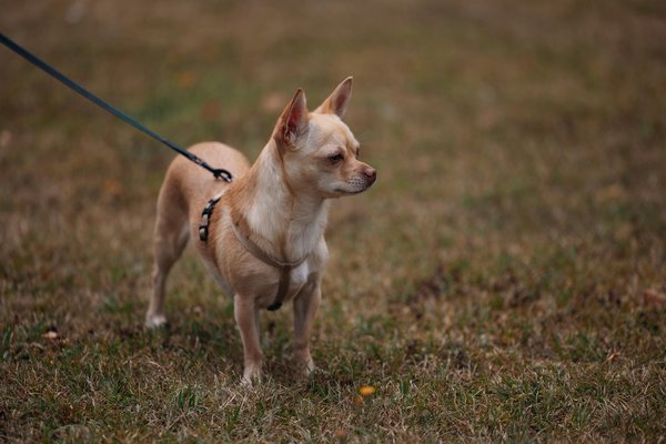 What are the health benefits of traditional British stews?